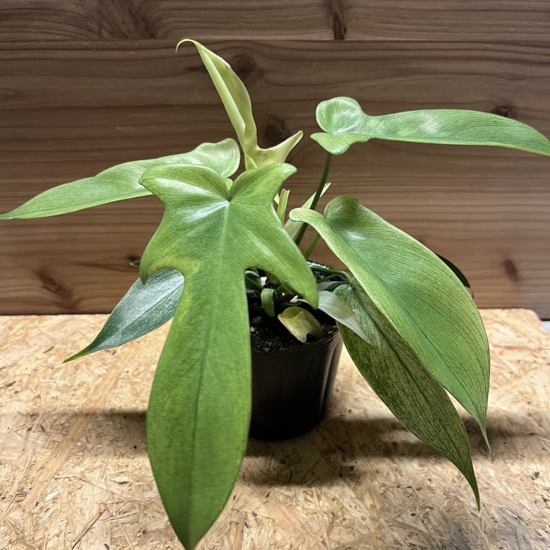 フィロデンドロン フロリダブロンズ Florida bronze philodendron