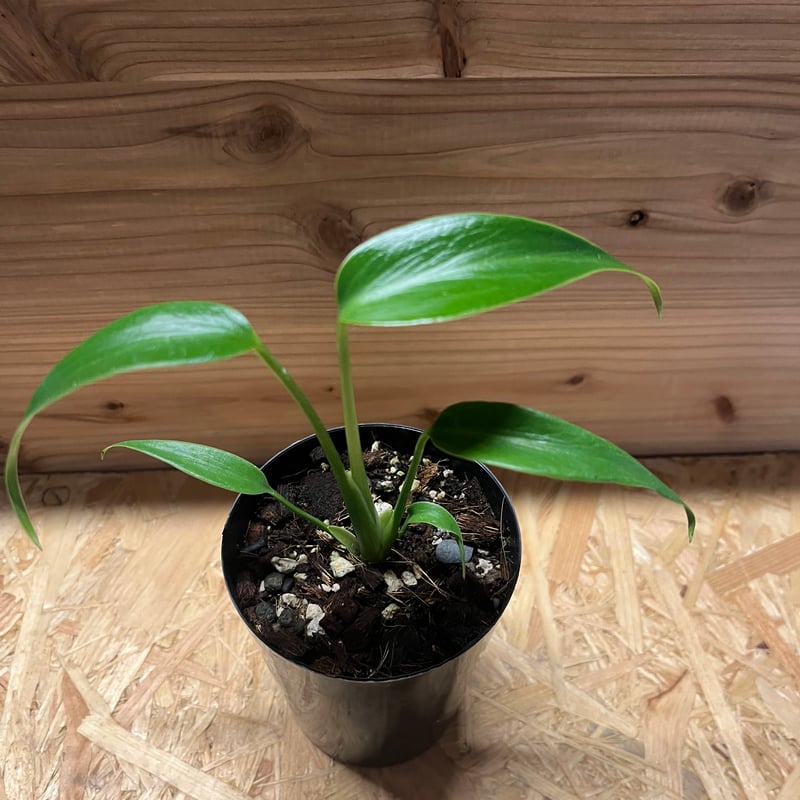 モンステラ ディラセラータ バールマルクスフレーム | GREEN LUCK