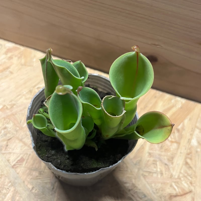 ヘリアンフォラ | GREEN LUCK