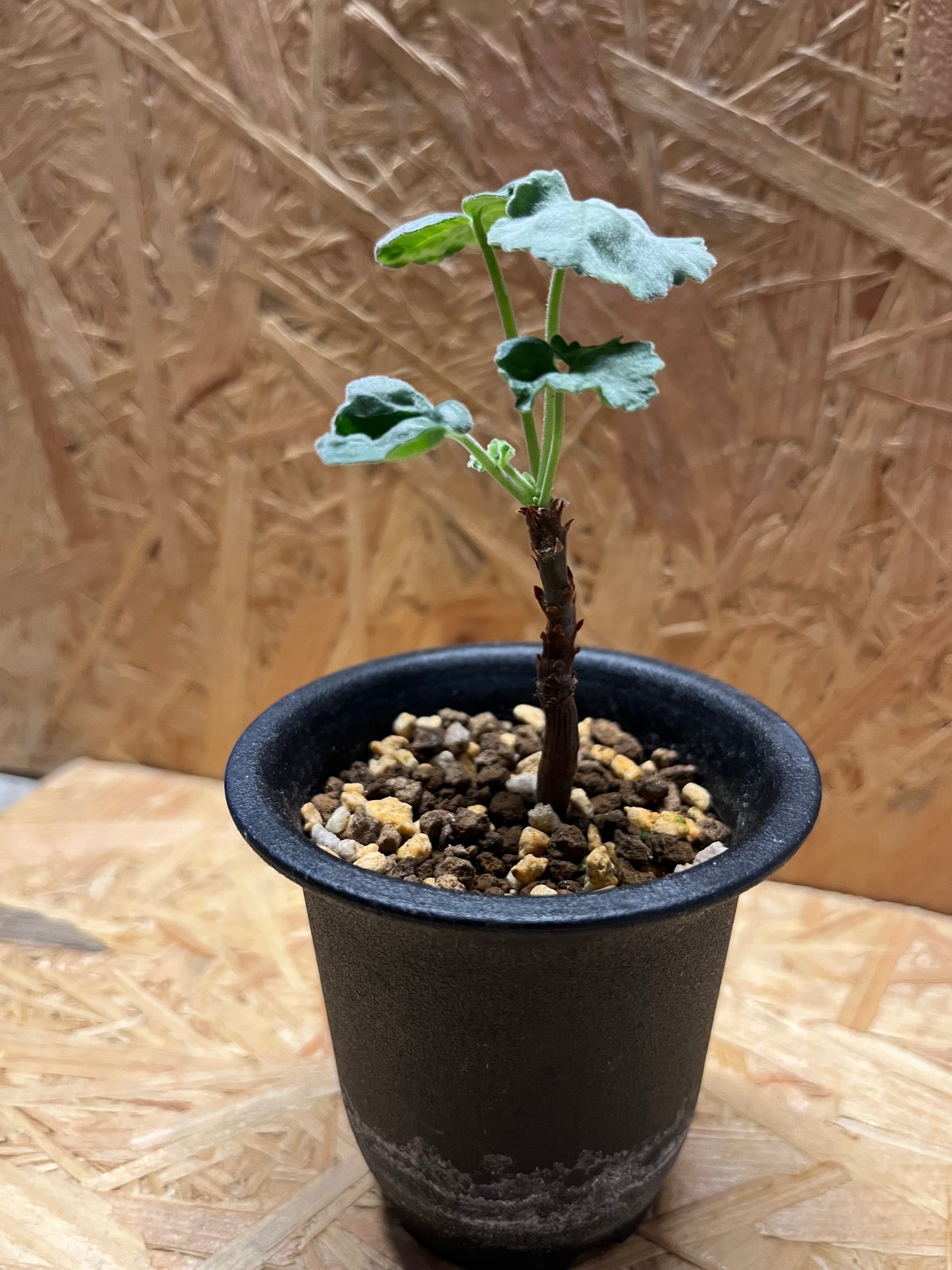 ペラルゴニウム ミラビレ | GREEN LUCK