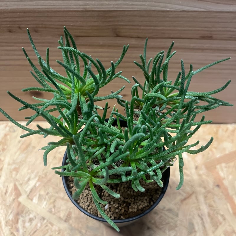 フィロボルス レスルゲンス | GREEN LUCK