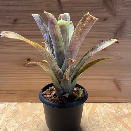 ネオレゲリアパウシフローラ | STORES