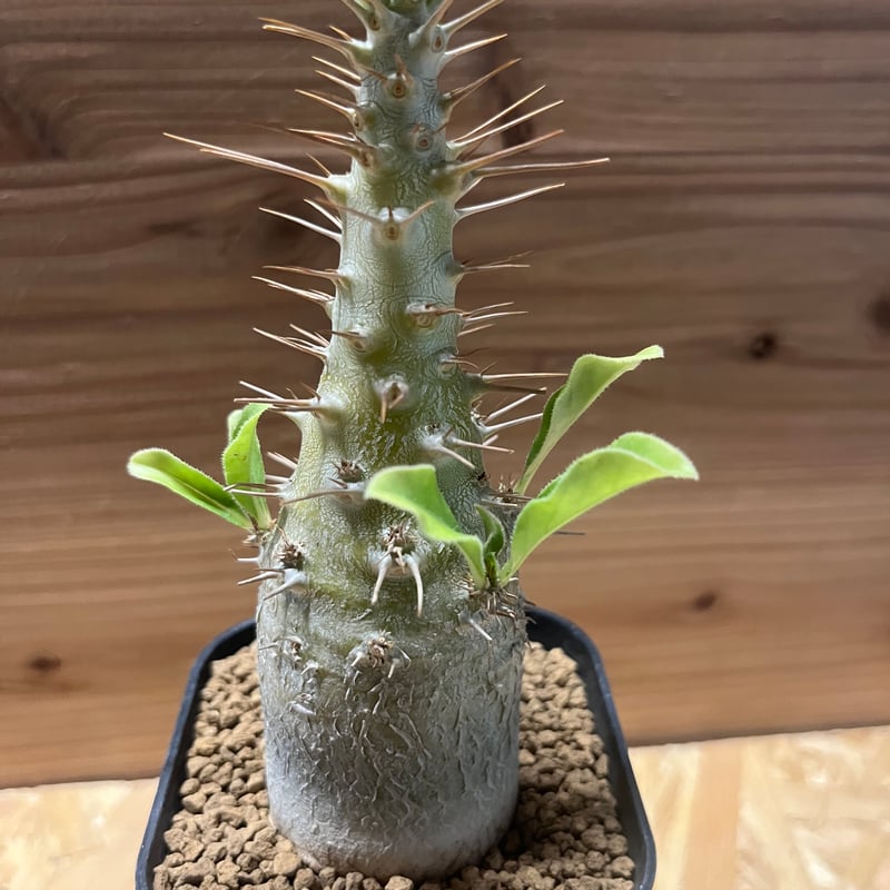 パキポディウム　サンデルシー パキポディウム・サンデルシー 3.5号 - 植物と暮らす m-plant