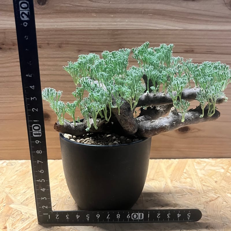 モンソニア ムルチフィダ （サルコカウロン） | GREEN LUCK