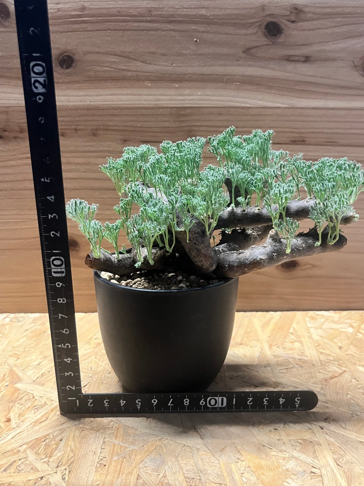 モンソニア ムルチフィダ （サルコカウロン） | GREEN LUCK