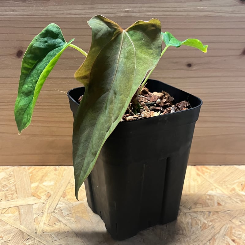 アンスリウム パピリラミナム ラルフライナム | GREEN LUCK