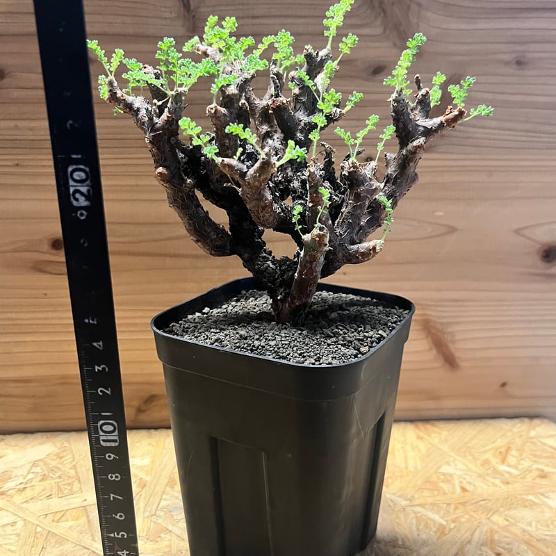 ペラルゴニウム アルテルナンス | GREEN LUCK