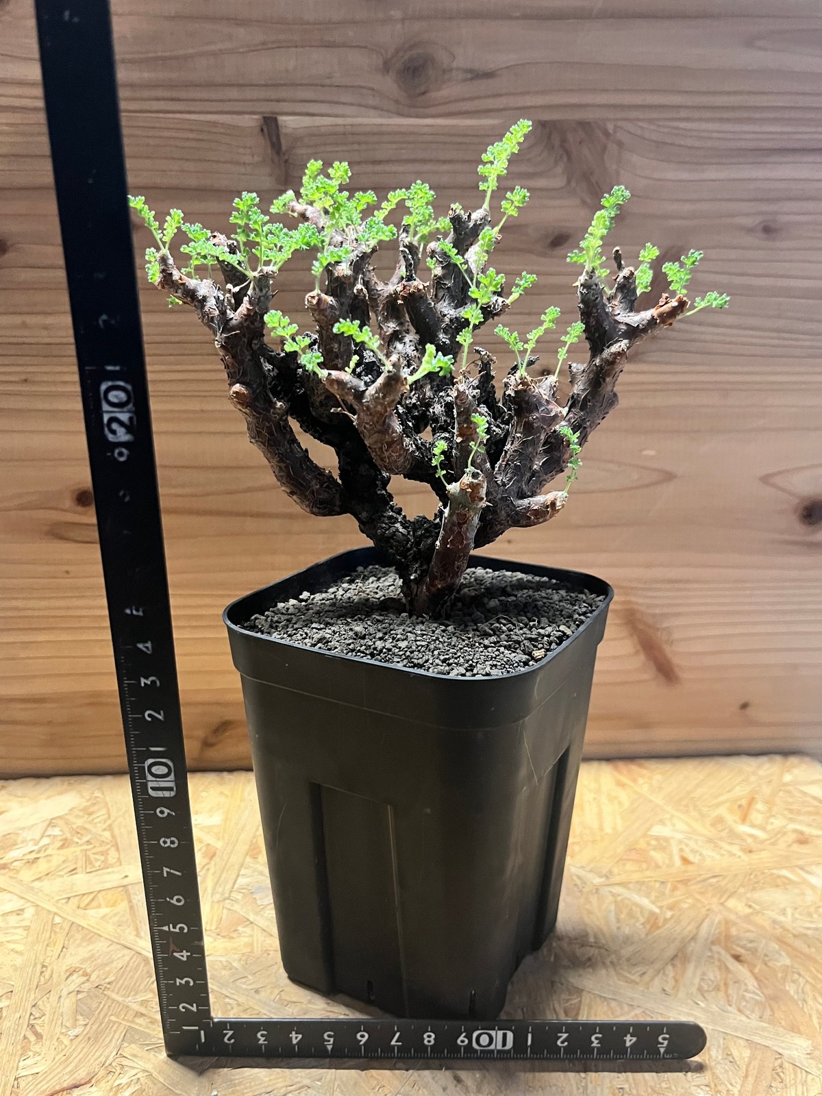 ペラルゴニウム アルテルナンス | GREEN LUCK