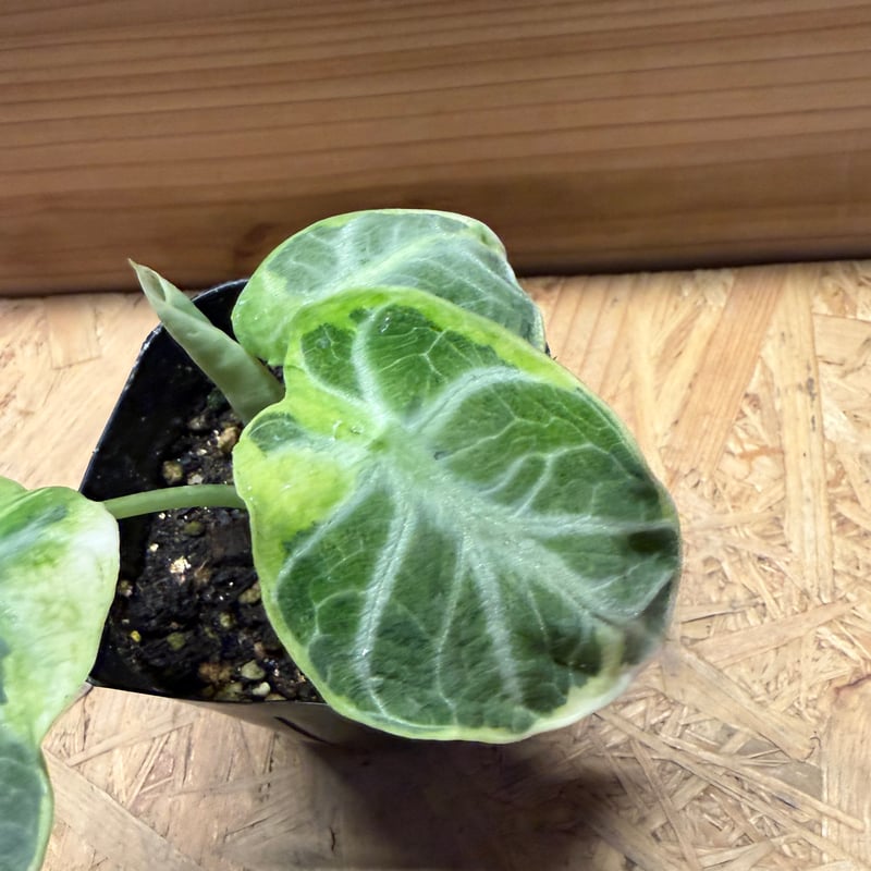 観葉植物 激レア✴︎アロカシア ニンジャ マッチャラテ✴︎ポットごと速達