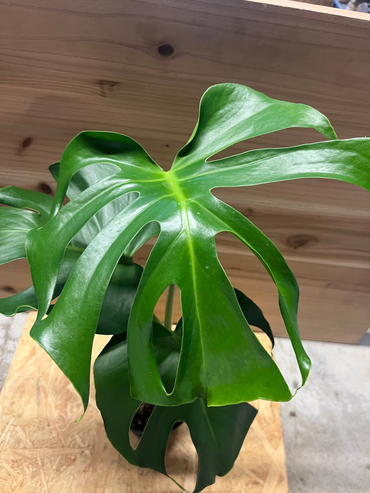 モンステラ デリシオーサ 実生 癖あり | GREEN LUCK