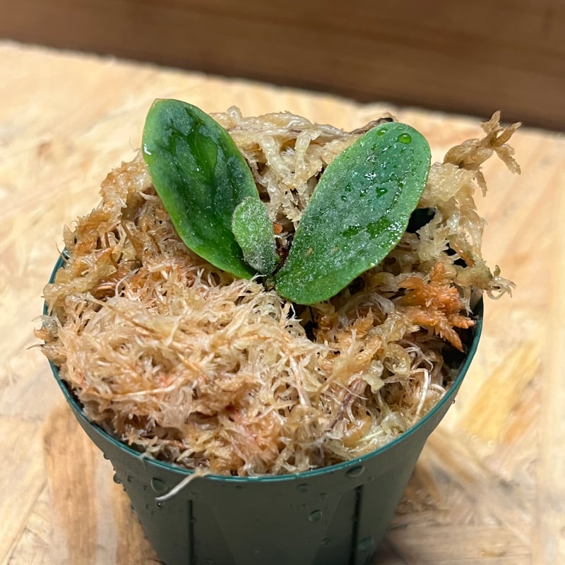 の*ー様 ビカクシダ　フィッシュボーン ビカクシダ フィッシュボーン | GREEN LUCK