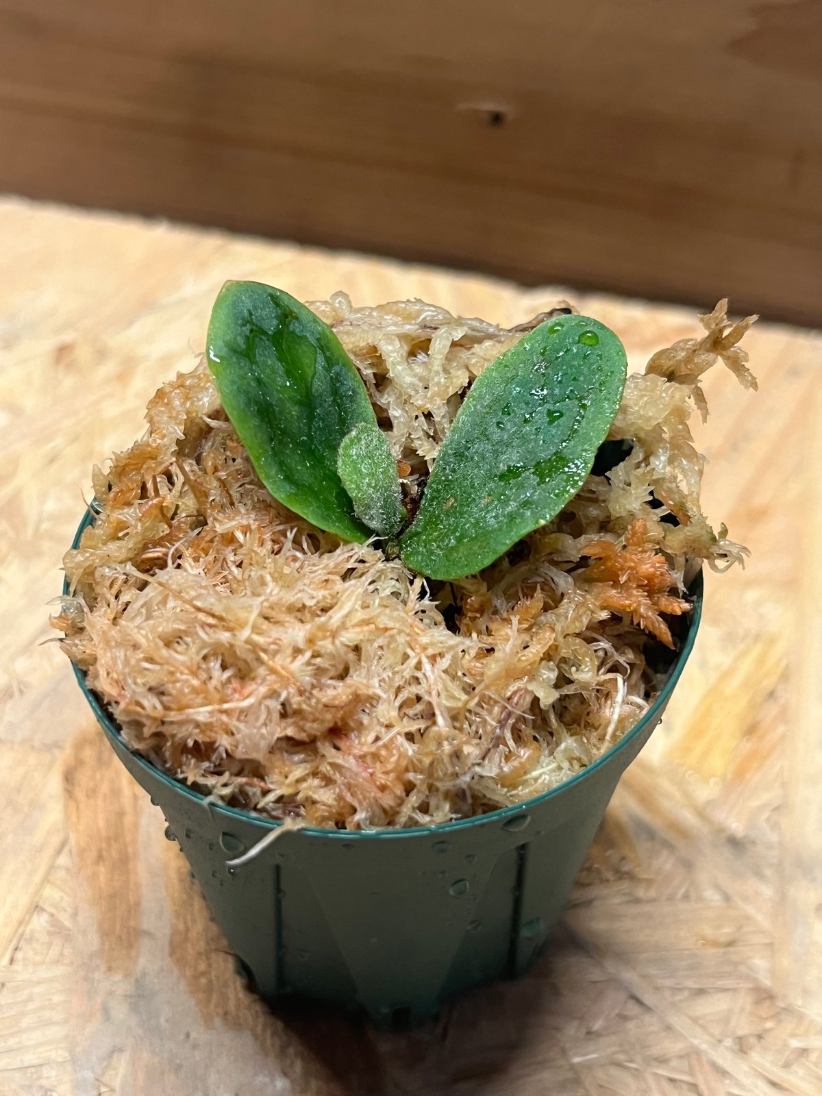 の*ー様 ビカクシダ　フィッシュボーン ビカクシダ フィッシュボーン | GREEN LUCK