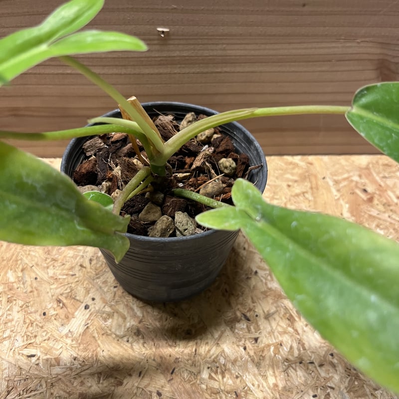 フィロデンドロン 69686 | GREEN LUCK