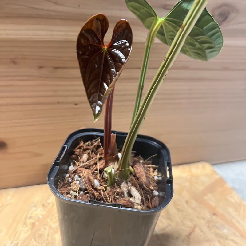 アンスリウム ルクスリアンス 'ブラック' | GREEN LUCK