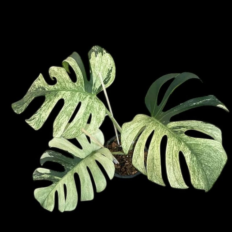 92 モンステラ　デリシオーサ×ボルシギアナ　ハイブリッド　ミント モンステラデリシオーサ ボルシギアナ ミント( Monstera