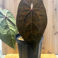 ビルベルギア アリベラ×アラカイ | GREEN LUCK