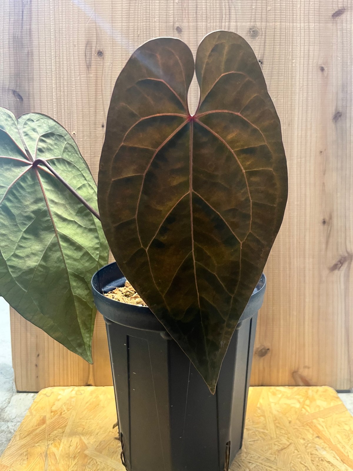 アンスリウム エースオブスペード ダークフォーム 【Tezula】 | GREEN LUCK