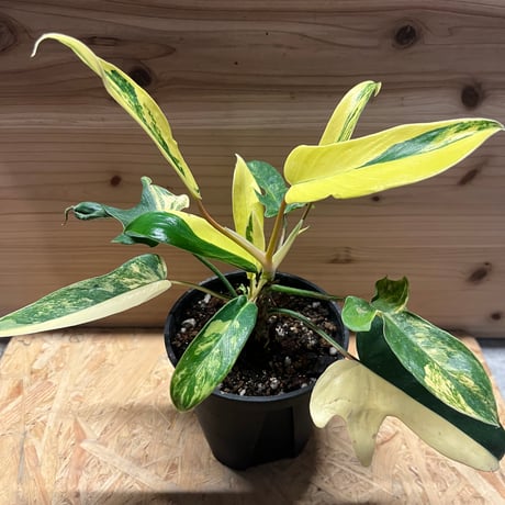 光触媒人工観葉植物ウォールグリーンフェイクグリーンノーブルキング1.35