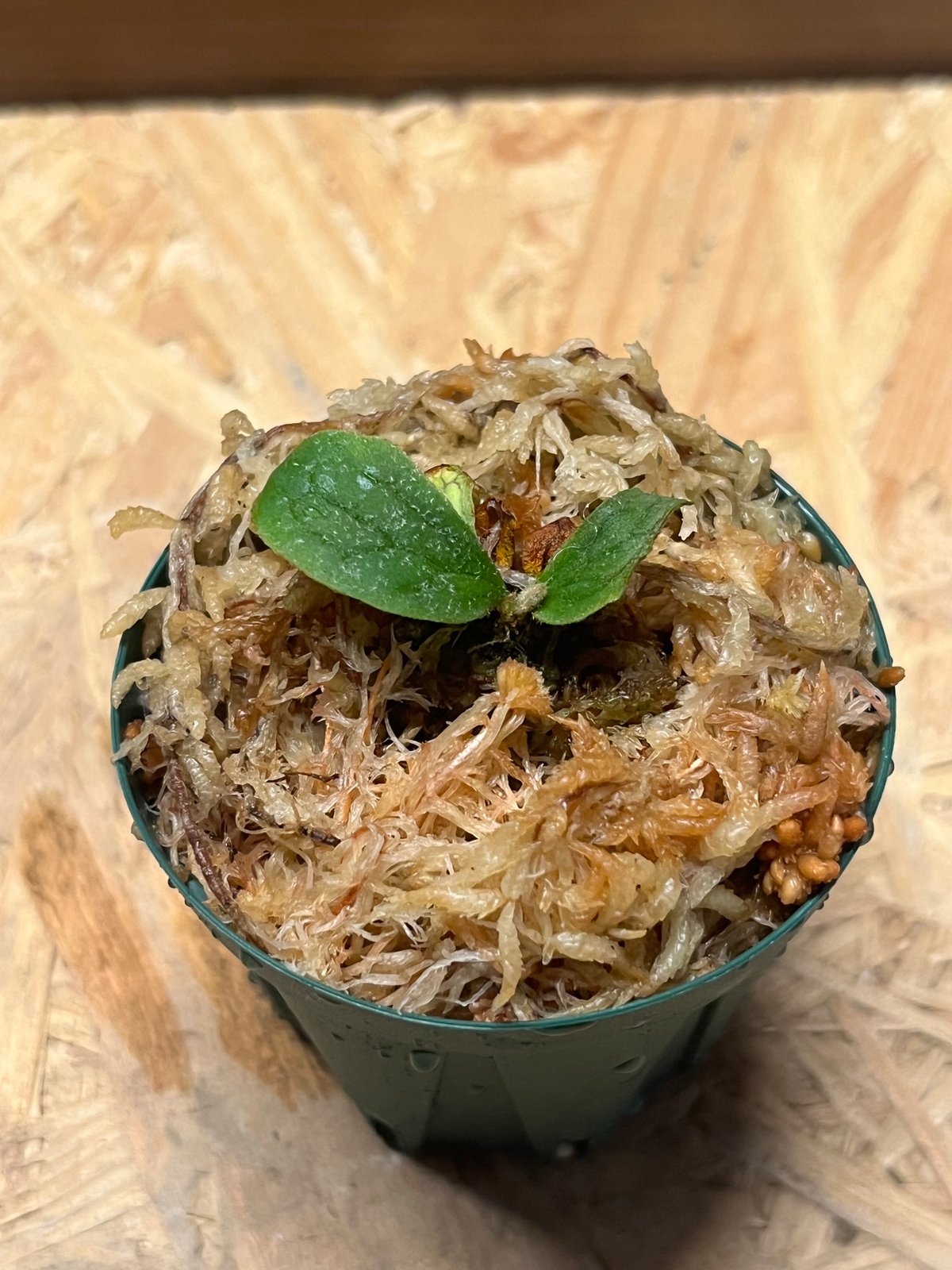 ビカクシダ フィッシュボーン | GREEN LUCK