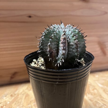 ユーフォルビア　ホリダ