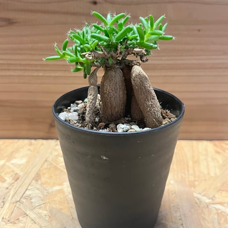 コマさんST-Studioのデイダラ トリコディアデマ デンサム（紫晃星）の育て方