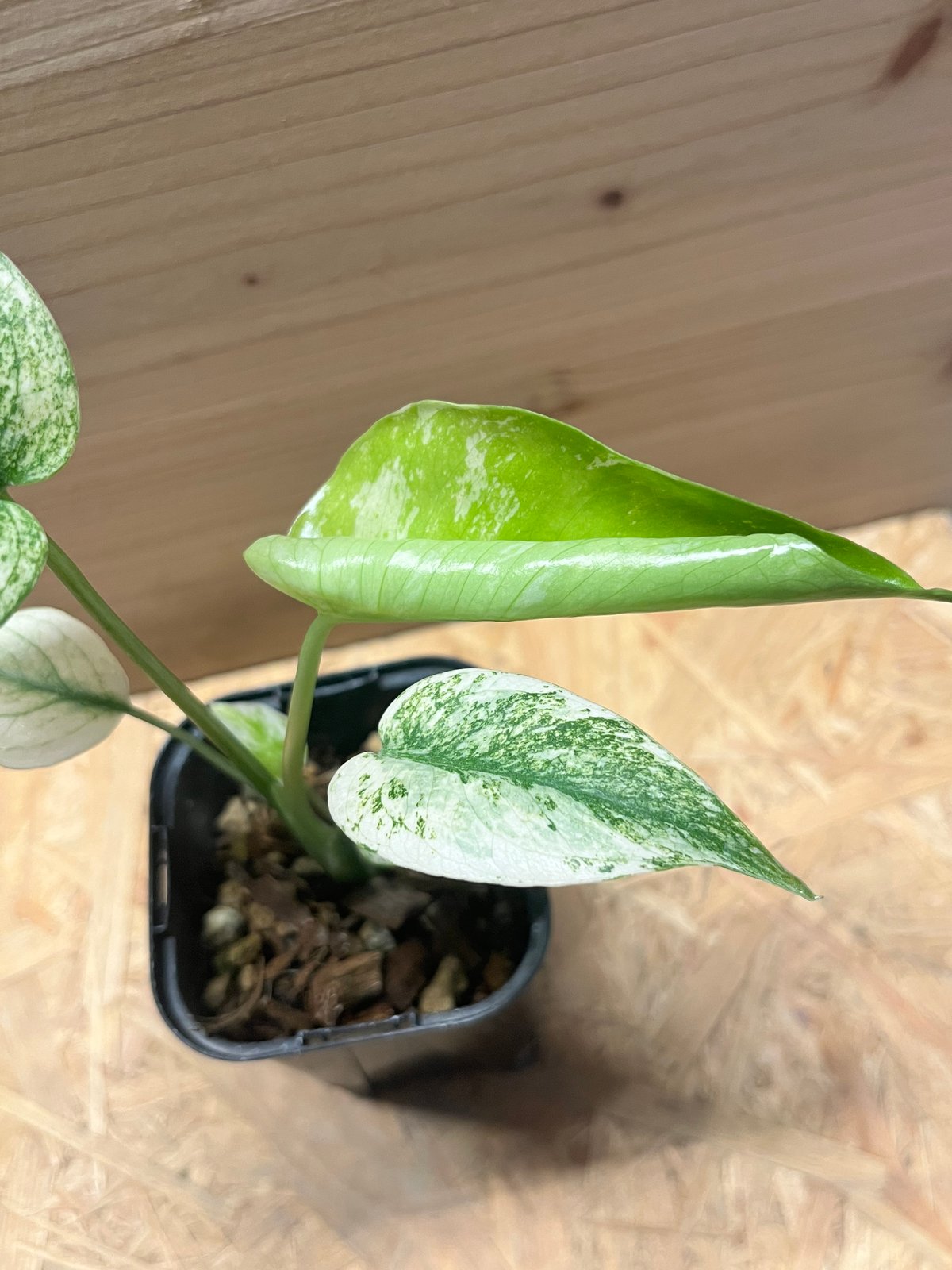 モンステラ デリシオーサ ミント | GREEN LUCK