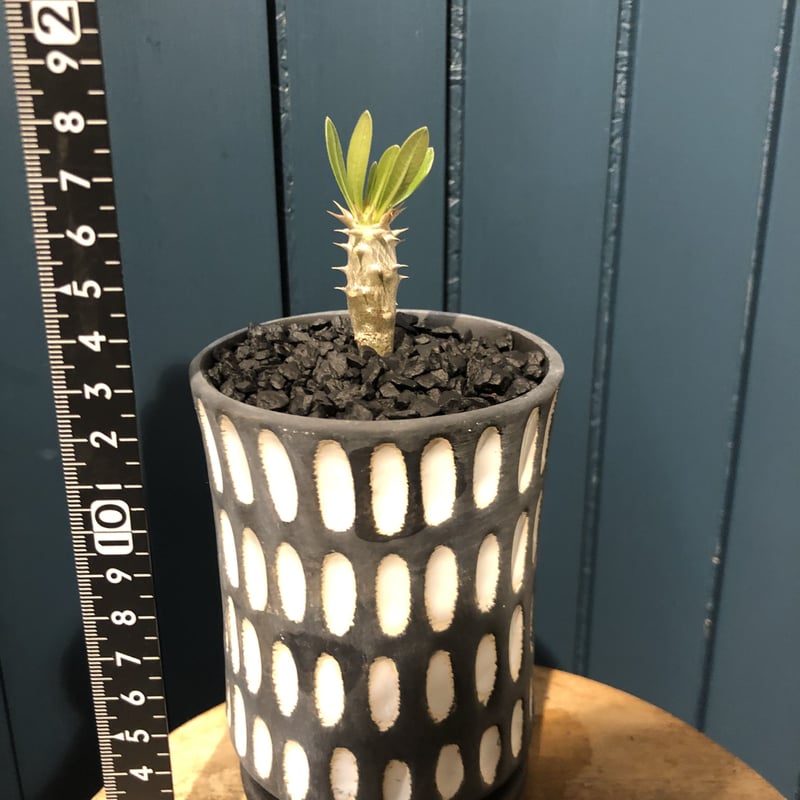 パキポディウム ブレビカリックス 実生 | GREEN LUCK