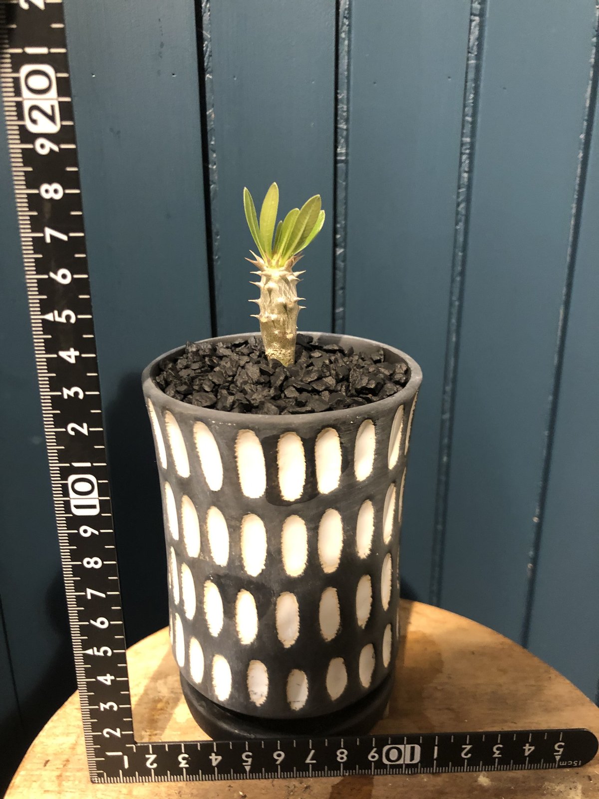 パキポディウム実生セット パキポディウム実生セット