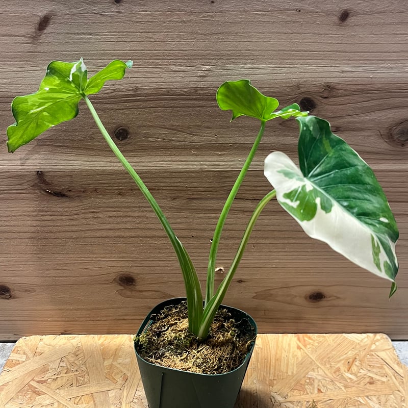 斑入りクワズイモ　アロカシア アロカシア オドラ 斑入りクワズイモ | GREEN LUCK