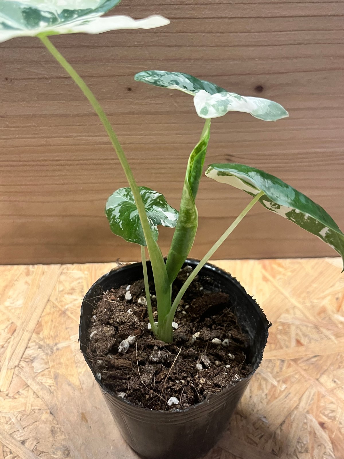 アロカシア グリーンベルット 斑入り | GREEN LUCK