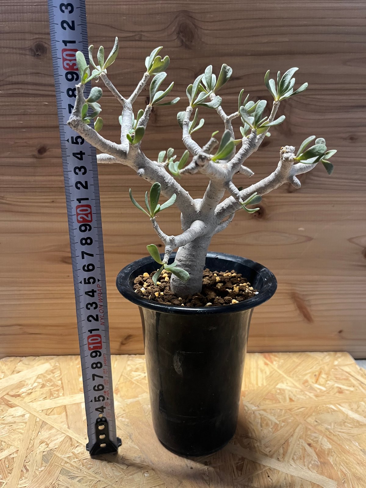 fit=scale-down,w=1200