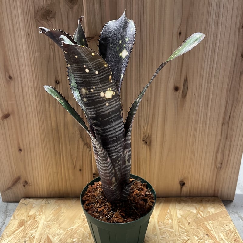 ビルベルギア オビワン | GREEN LUCK