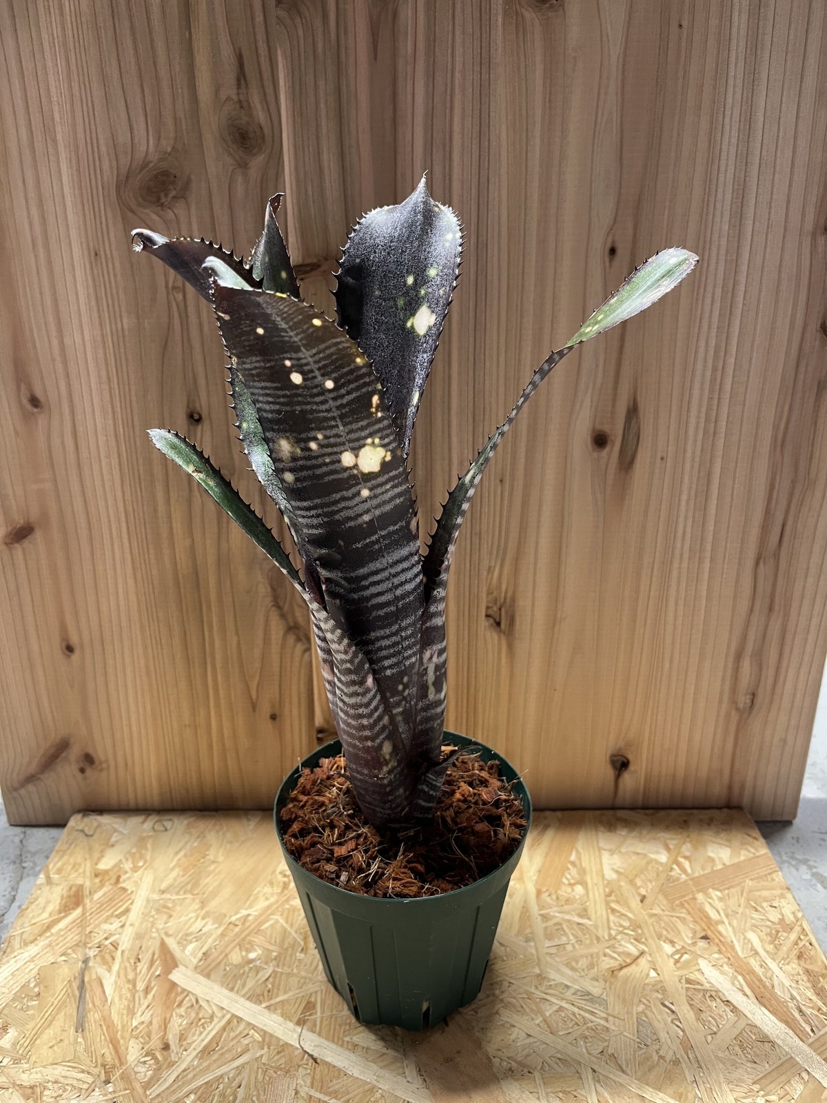 BILLBERGIA ‘Obi-Wan’ ビルベルギア オビワン ビルベルギア オビワン | GREEN LUCK