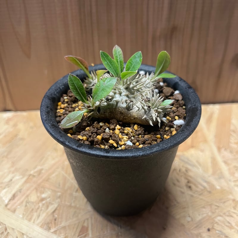 パキポディウム ブレビカウレ 恵比寿笑い | GREEN LUCK