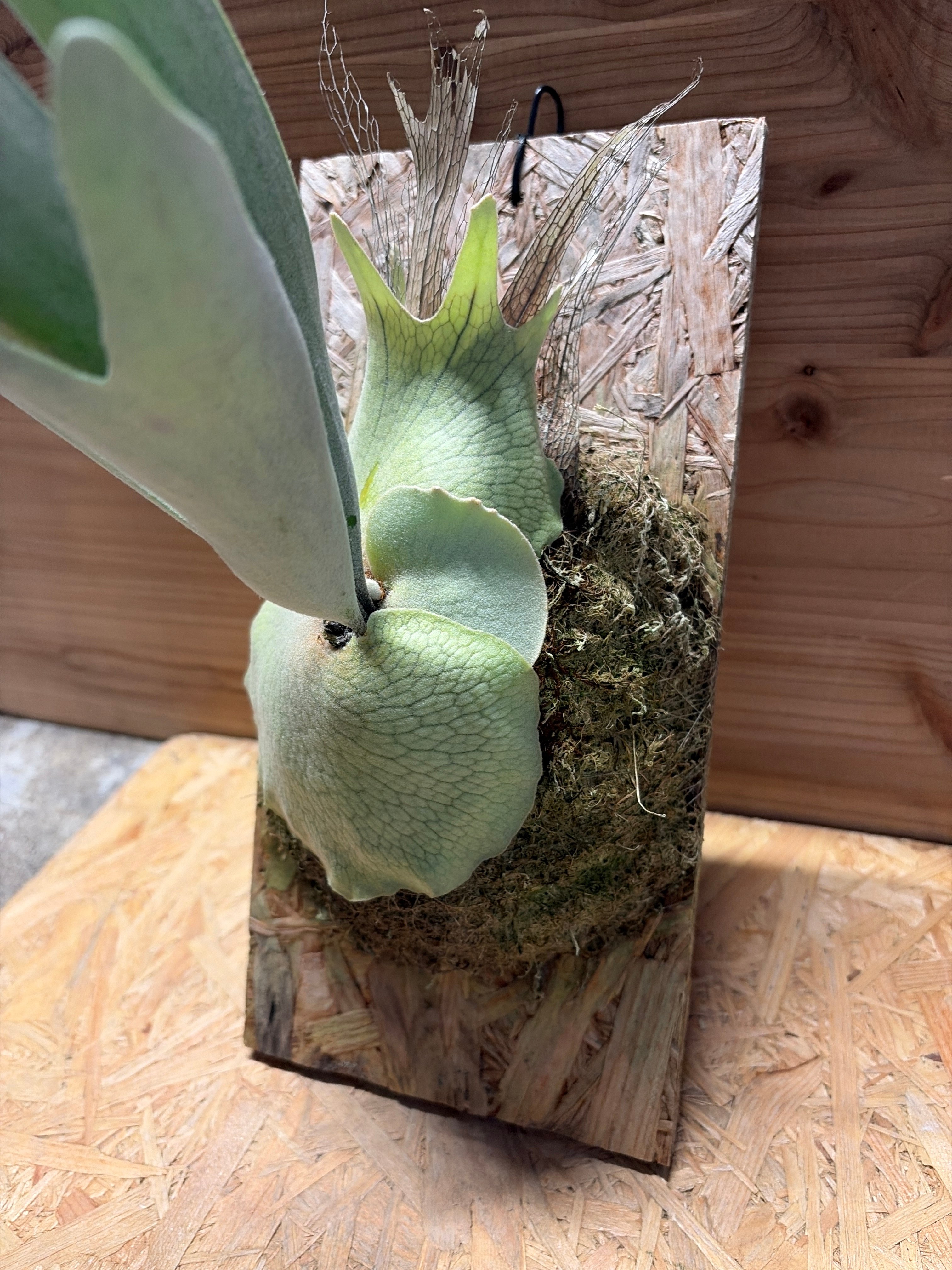 ビカクシダ 健康な植物 新芽あり 法花園　ベイチー　spore ビカクシダ ベイチー スポア | GREEN LUCK