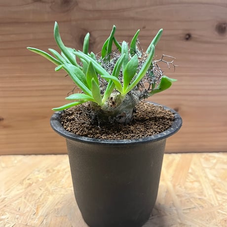 【美形】万物想　塊根幅20センチ超 Amazon｜【現品限り】チレコドン・レティキュラータス 現地株 発根済み