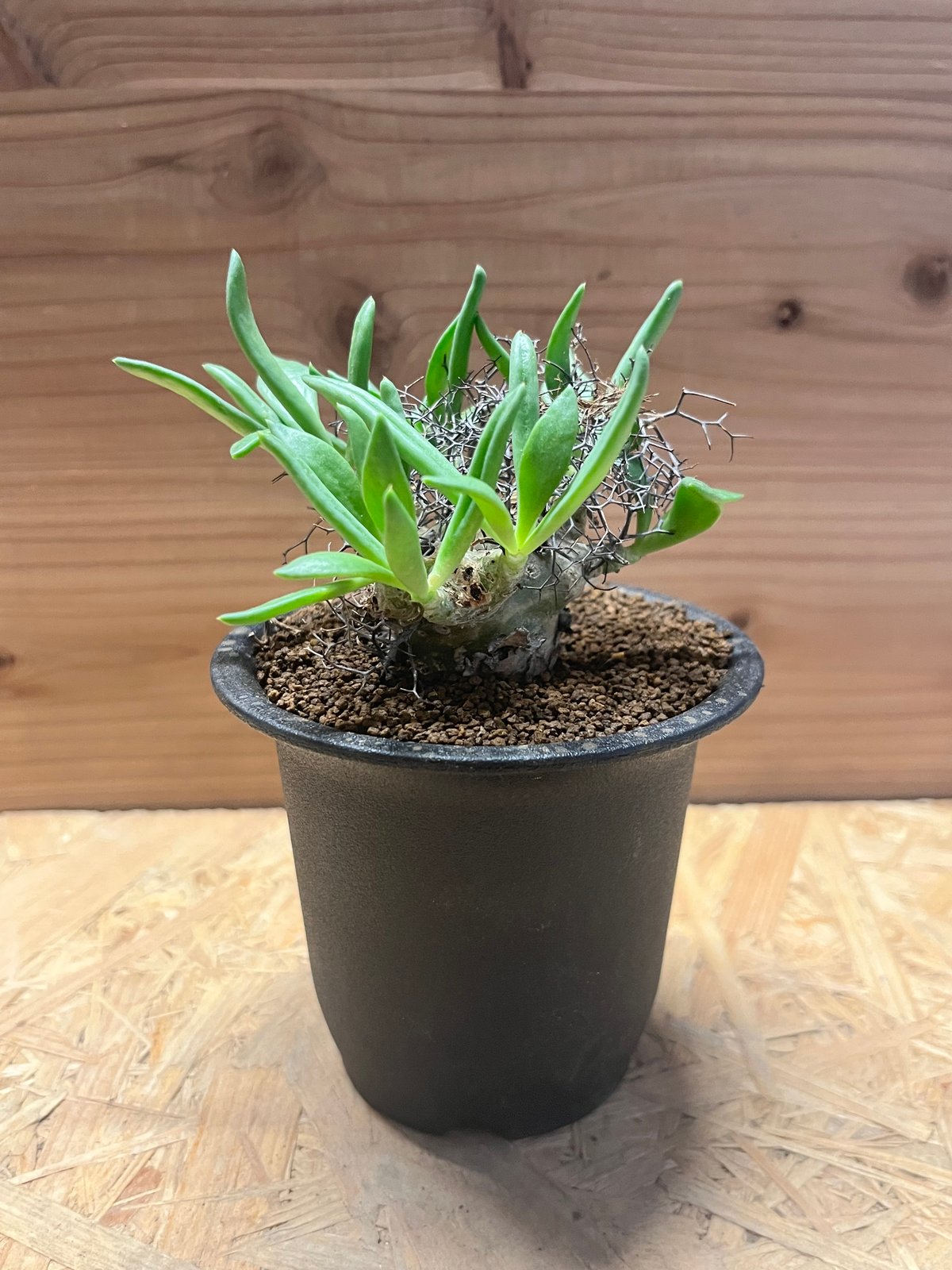 Tylecodon reticulatusチレコドンレティキュラータス万物想 チレコドン レティキュラーツス 万物想 | GREEN LUCK その他多肉植物