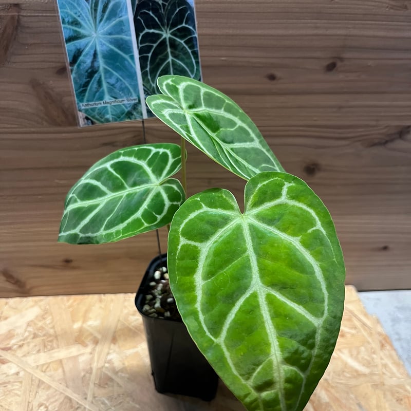 超希少・特大葉45cm！】タイ直輸入 フィロデンドロン ビレッティア