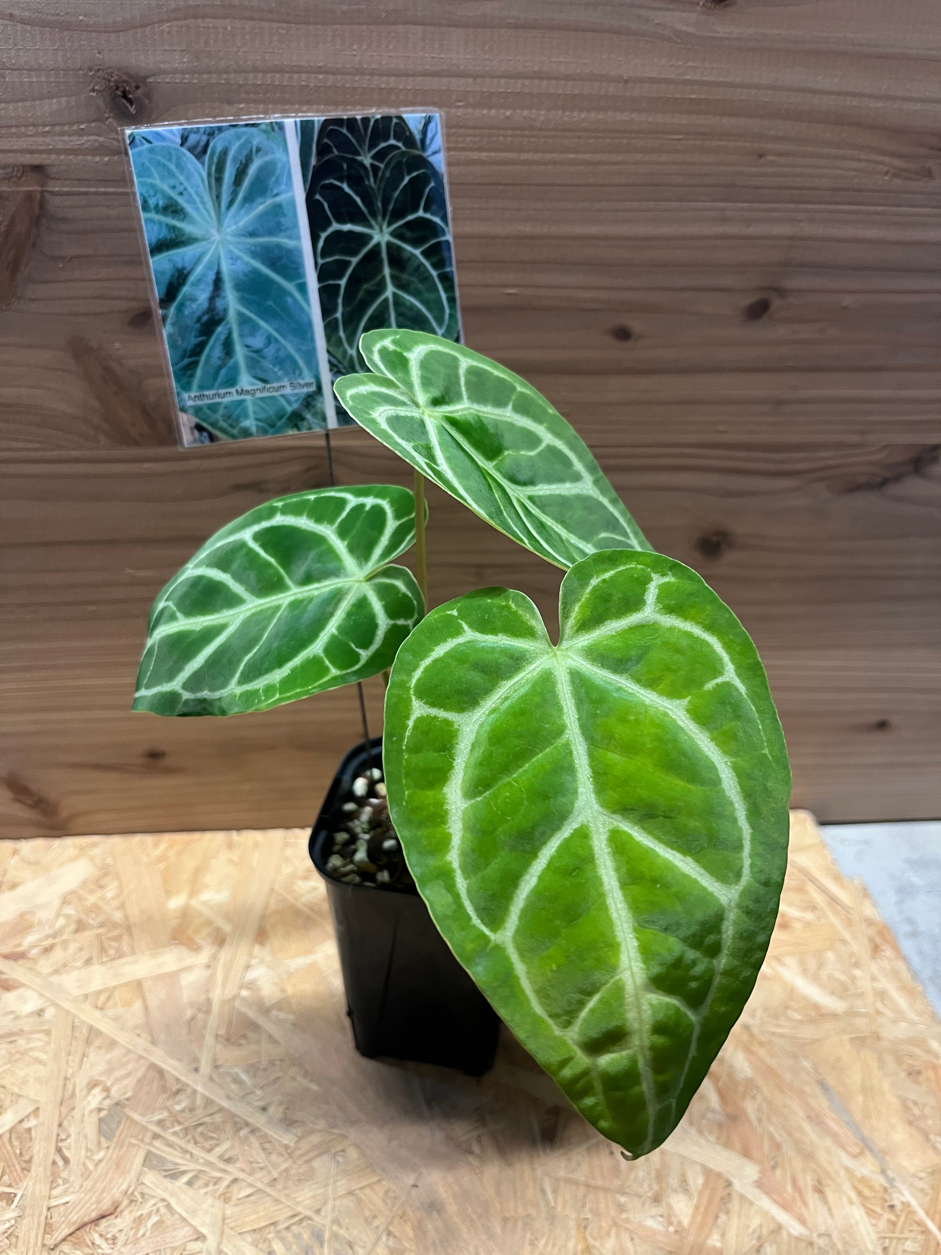 アンスリウム マグニフィカム観葉植物 original