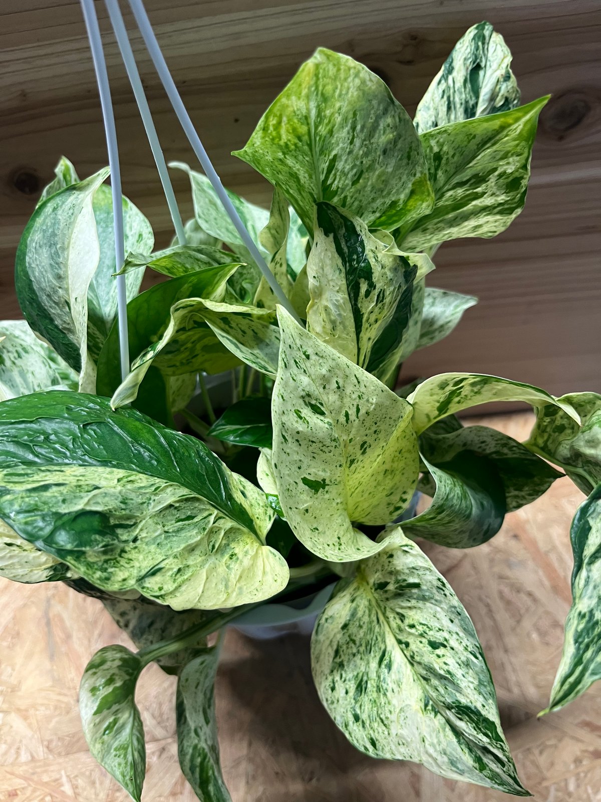 ☘観葉植物☘ポトス テルノグレース④（エピプレナム フィロデンドロン ） ポトス テルノグレース | GREEN LUCK