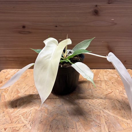 フィロデンドロン | STORES