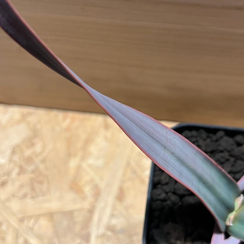 ▲訳あり価格 奇想天外 Welwitschia Mirabilis ウェルウィッチア ミラビリス 奇想天外 | GREEN LUCK