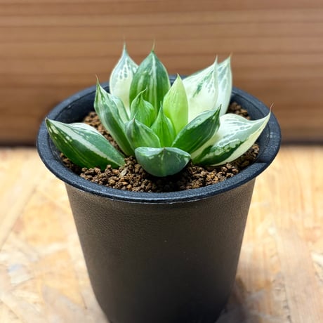 ハオルチア　宝草錦