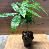 パキラ　グラブラ　斑入り