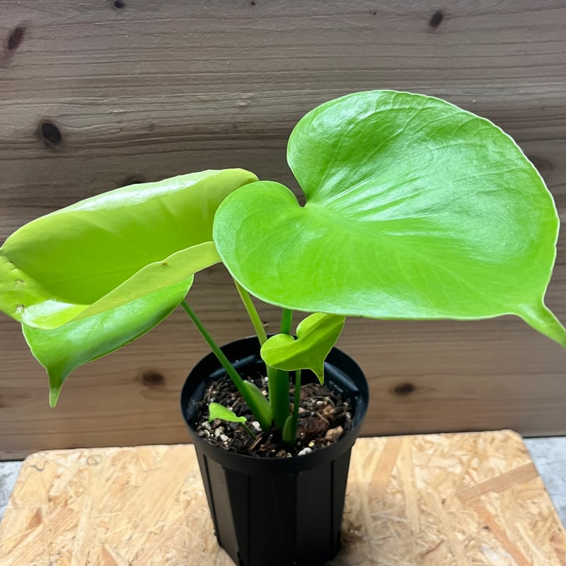 モンステラ デリシオーサ ゴールドリーフ | GREEN LUCK