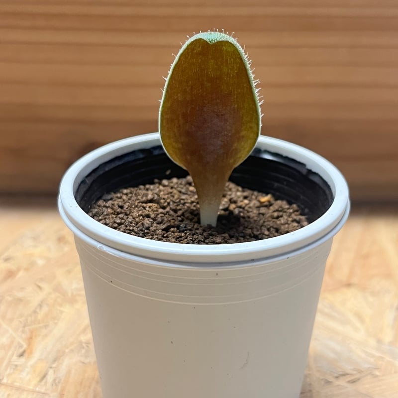 ラケナリア トリコフィラ | GREEN LUCK