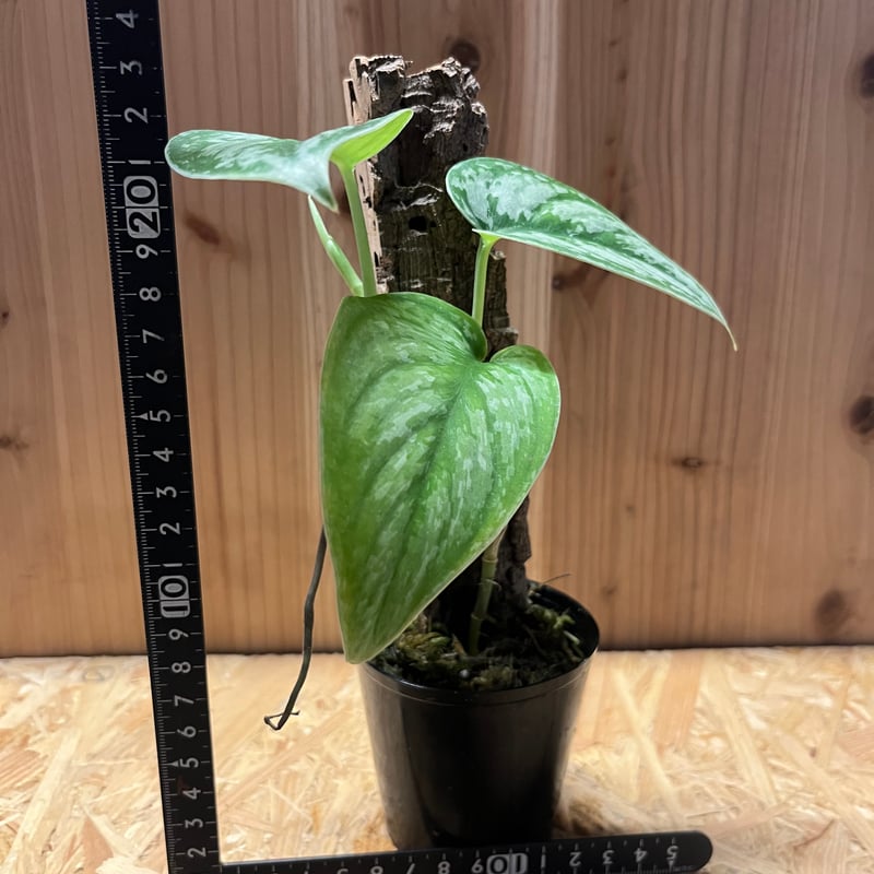 スキンダプサス グリーン エクゾティカ シルバー | GREEN LUCK