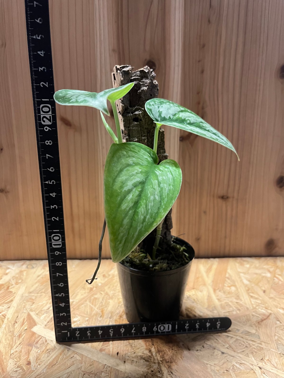 スキンダプサス　レアセット　L7 エキゾチカのおまけ付き スキンダプサス レアセット L7 エキゾチカのおまけ付き 【楽天市場