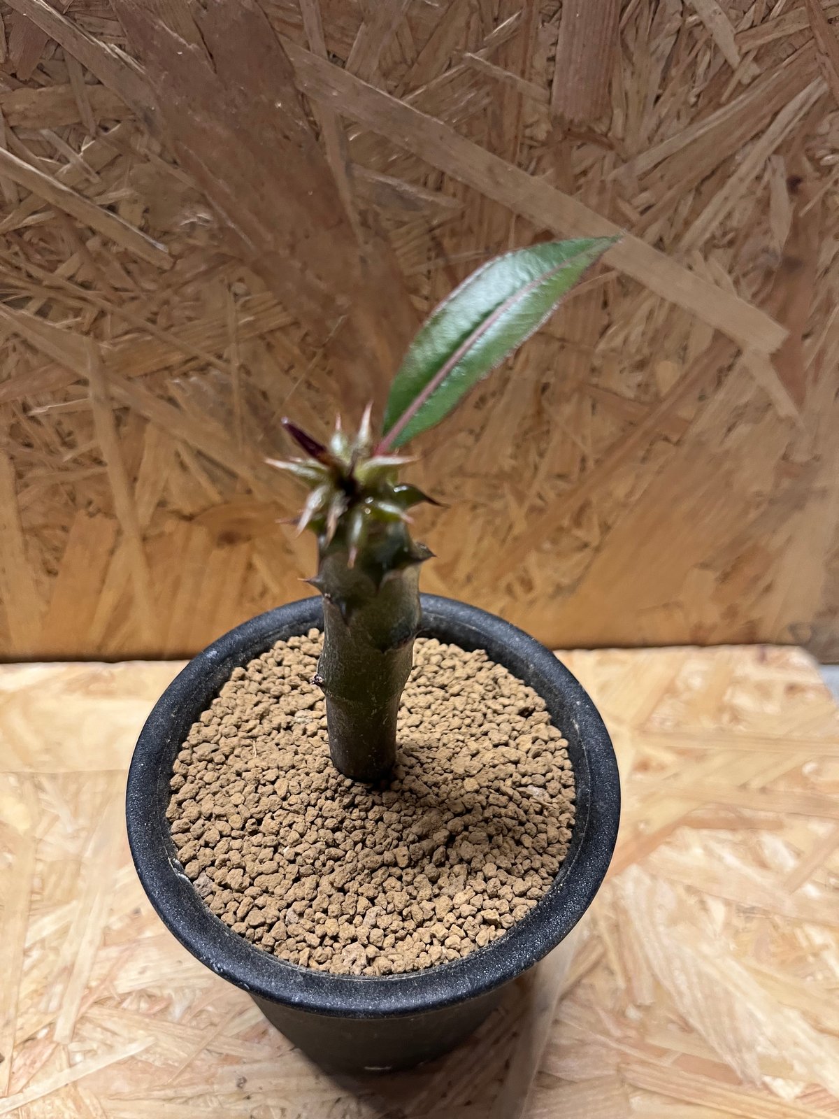 パキポディウム バロニー | GREEN LUCK