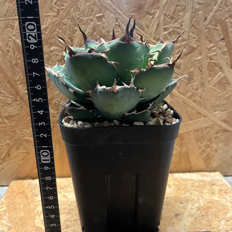 アガベ チタノタ Persian Dwarf | GREEN LUCK